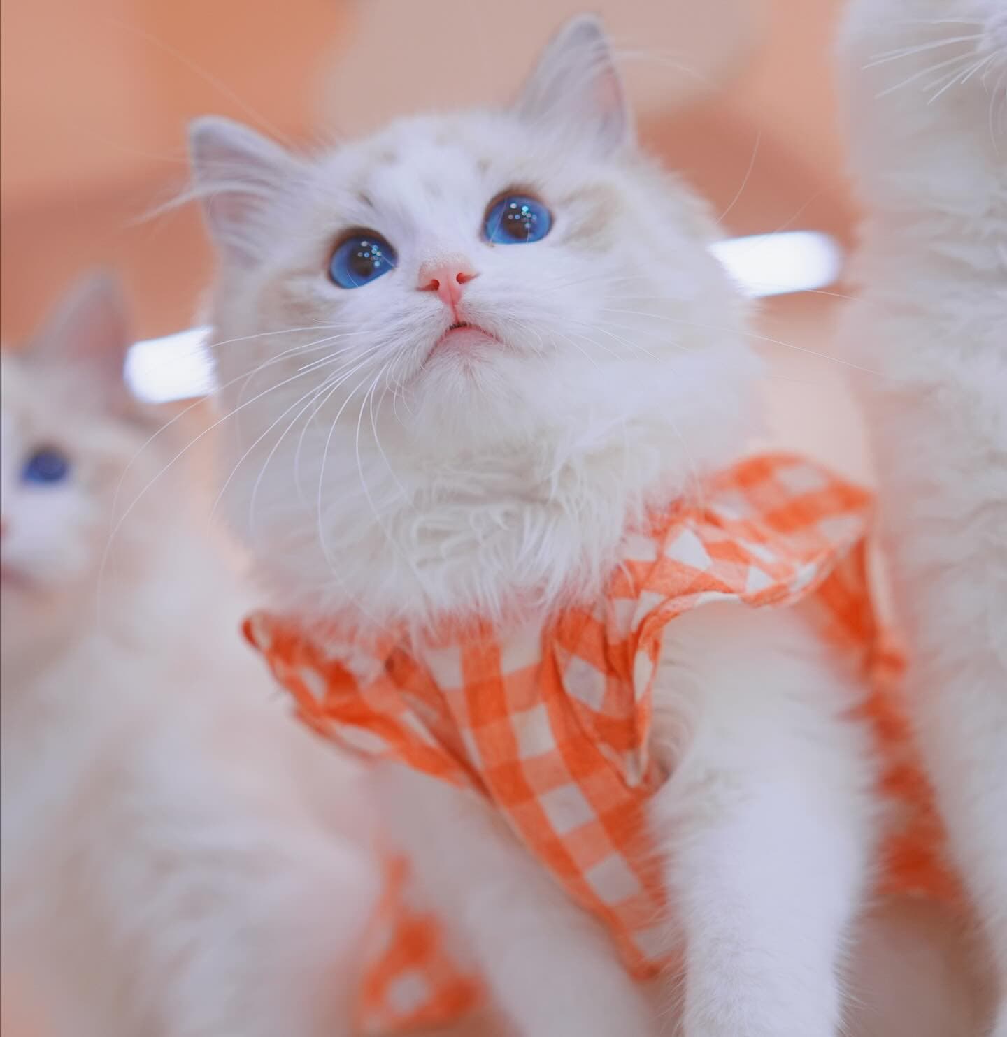 六年只專注做好一件事