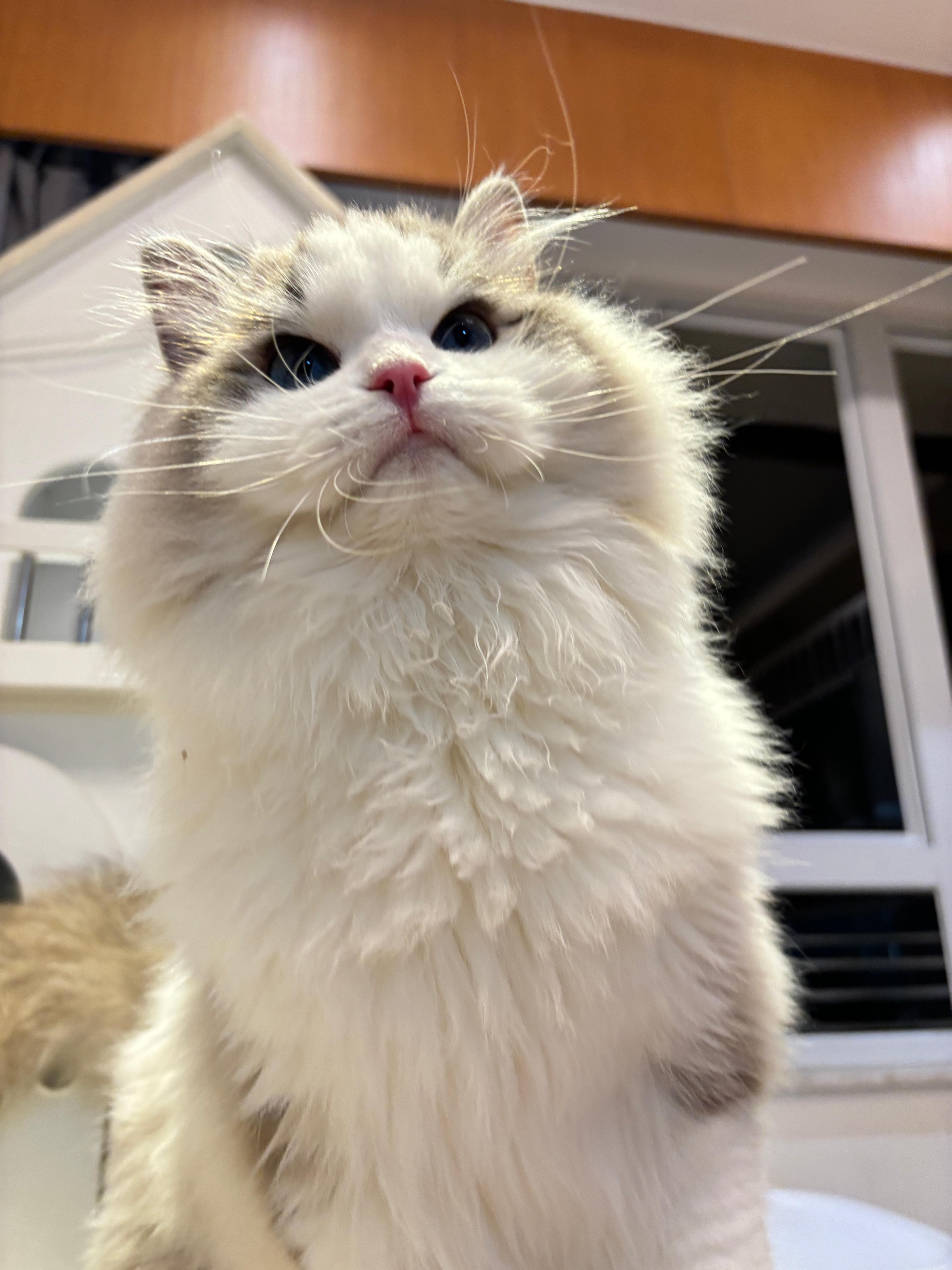 Milo，Lumi Catss 海豹山貓雙色布偶貓