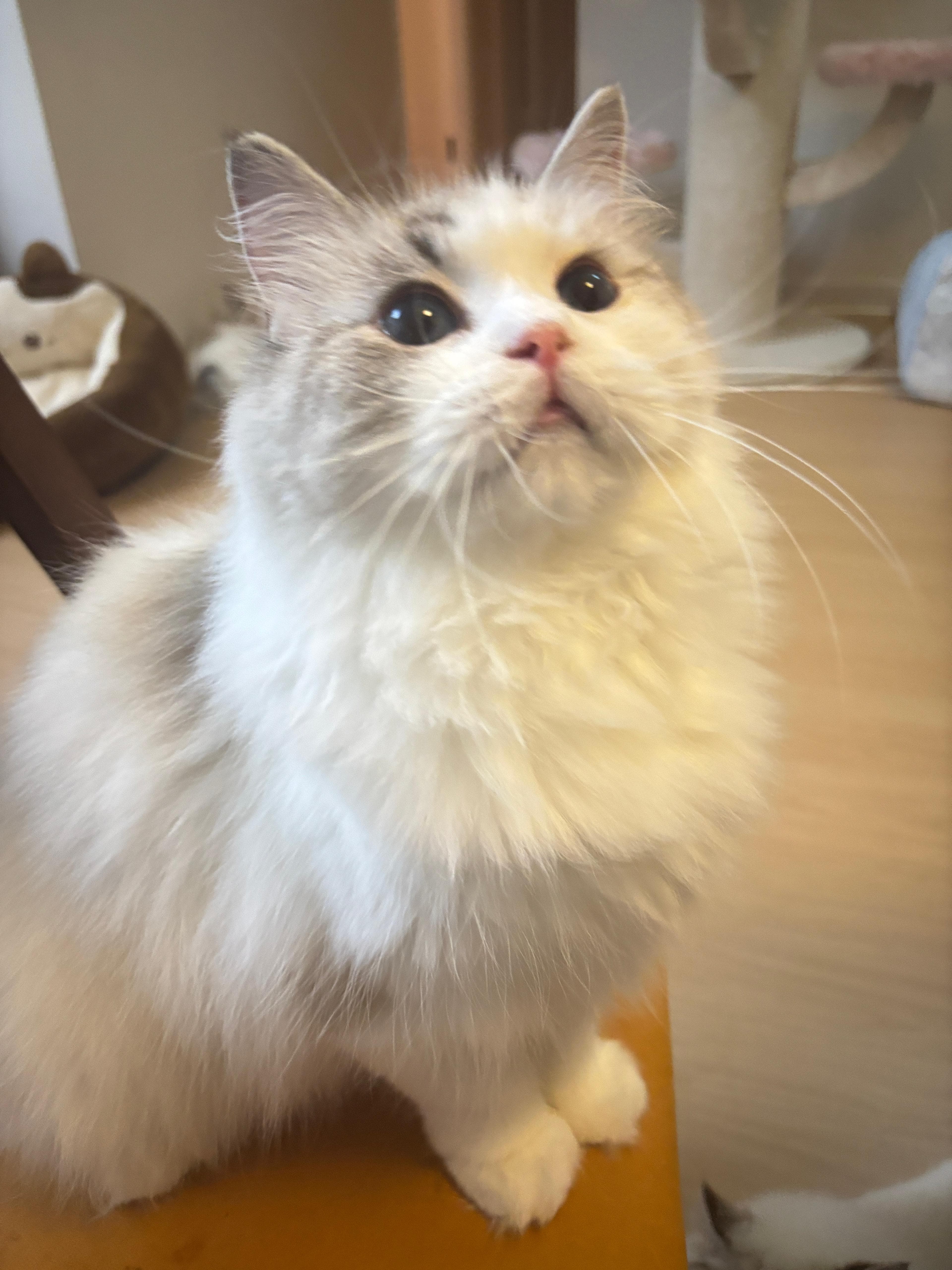 Yuki，Lumi Catss 藍雙色布偶貓