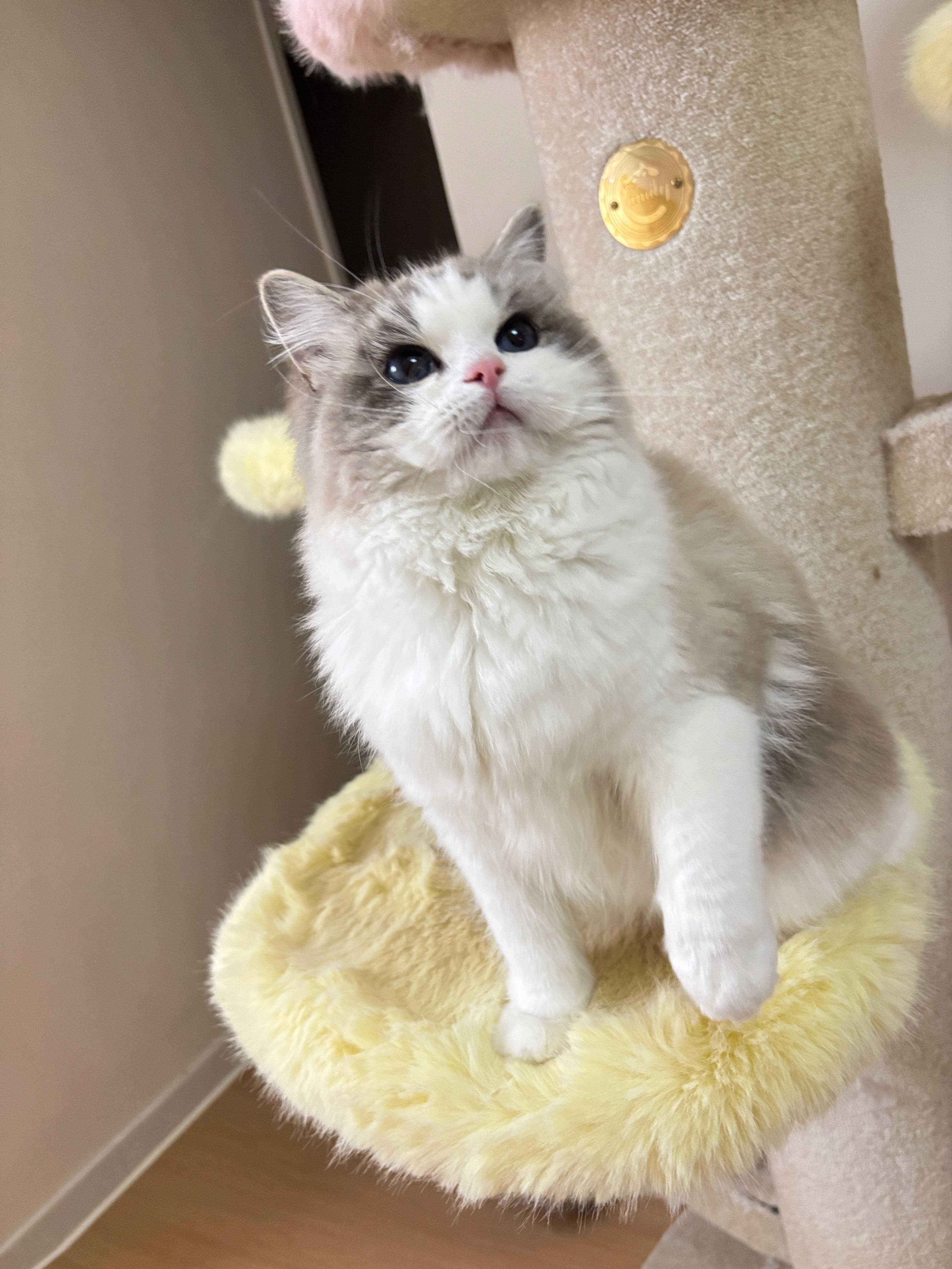 Leo，Lumi Catss 火焰雙色布偶貓