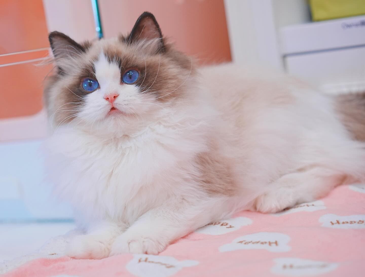 Lumi Catss