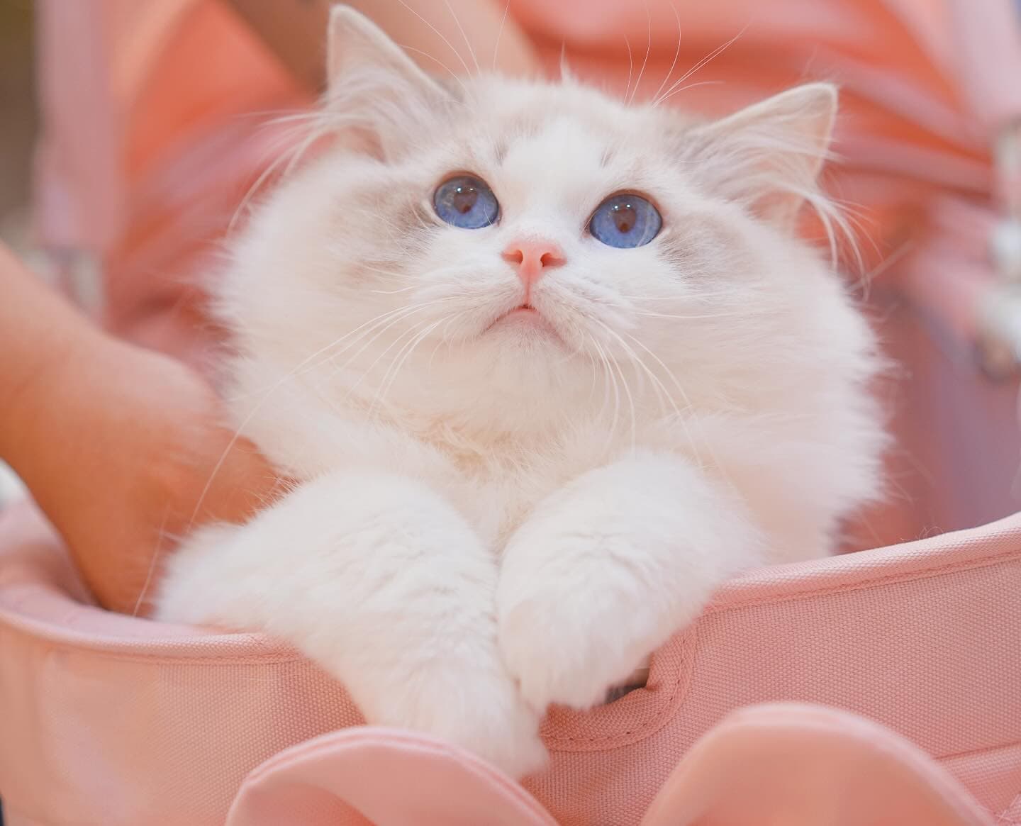Lumi Catss