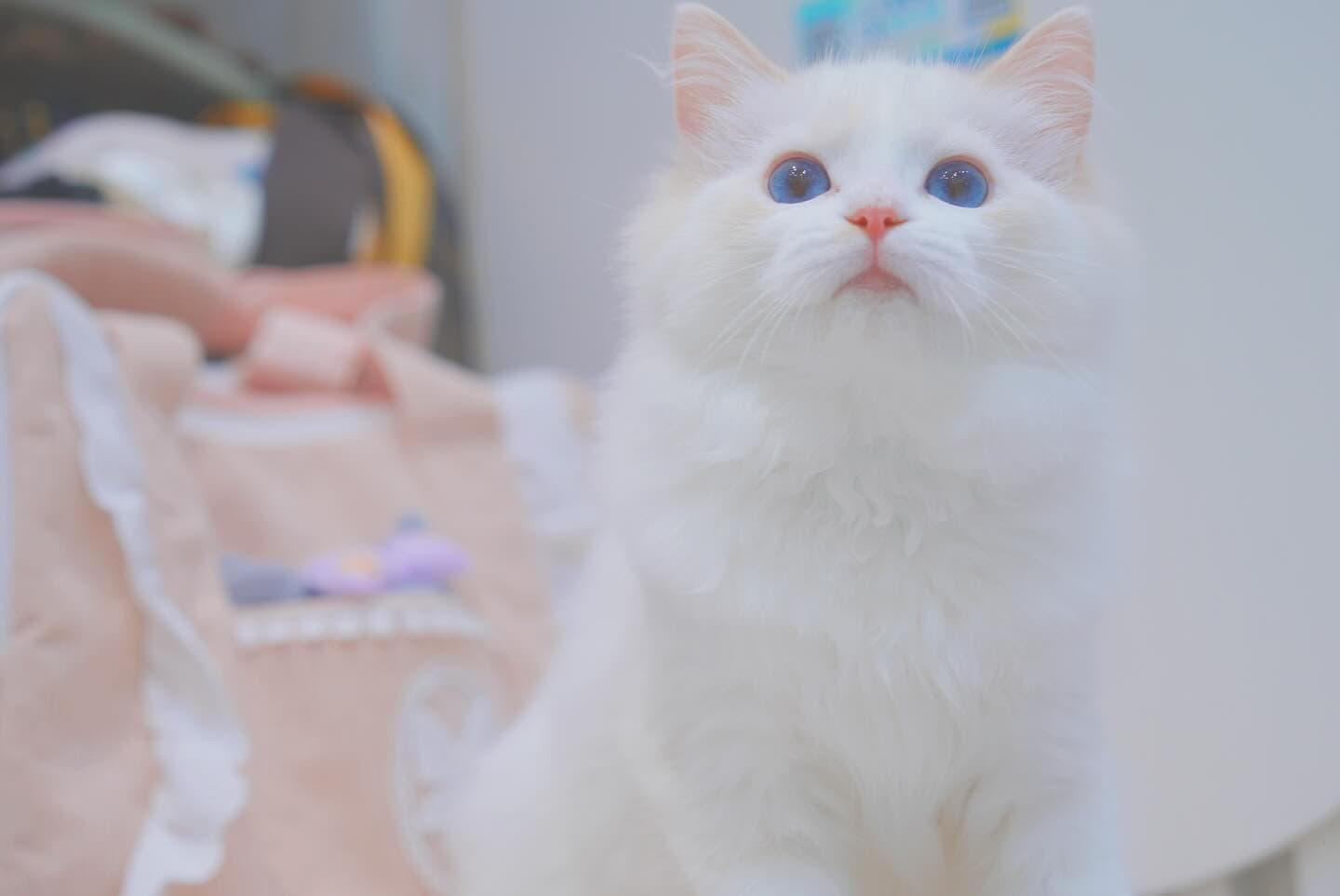 Lumi Catss