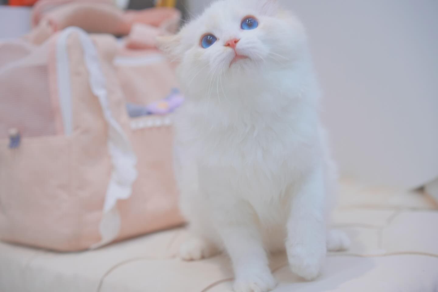 味噌